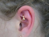 Rook